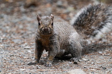 Eastern gray squirrel (Sciurus carolinensis) in British Columbia, Canada.