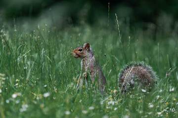 Eastern gray squirrel (Sciurus carolinensis) in British Columbia, Canada.