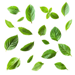 Fototapeta premium Fresh basil leaves falling, dark background, food recipe