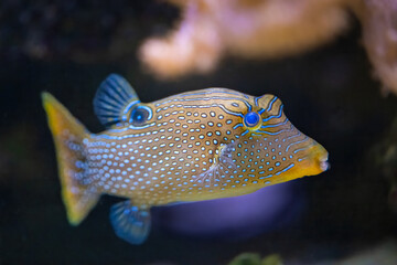 Obraz premium The spotted sharpnose puffer, Canthigaster solandri lives in the Indo Pacific: