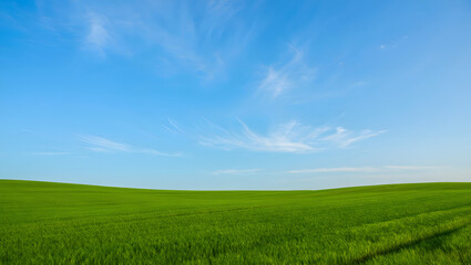 Lush green meadow under a clear blue sky, a tranquil summer landscape