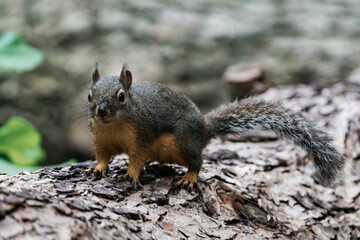 Douglas squirrel (Tamiasciurus douglasii) in British Columbia, Canada. 