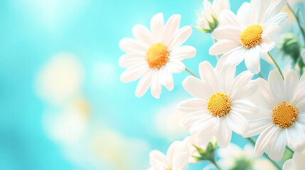 A bouquet of white daisies with yellow centers against a soft, blurred turquoise background. © UnPhouvith