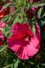 Fototapeta premium Purple hibiscus flower on a green blurred background