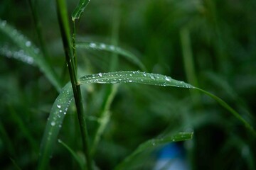Heavy rain during the rainy season with lush green plants
