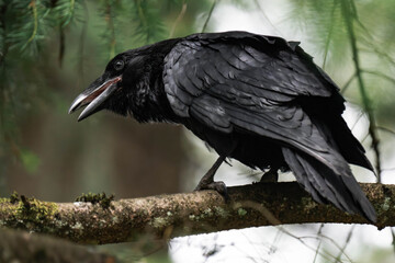 Fototapeta premium Common raven or northern raven (Corvus corax)