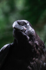 Common raven or northern raven (Corvus corax)