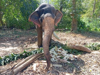 Kerala temple elephant with long tusks feeding on sliced palm, curvy trunk reaching out playfully for the food in a traditional elephant care shelter. Strength and elegance in a tropical care zone.