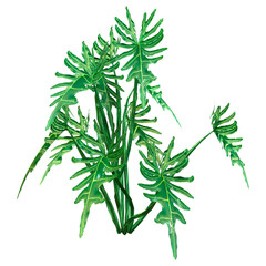 3D Rendering Tropical Alocasia Dragon on White