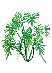 3D Rendering Tropical Alocasia Dragon Plant on White