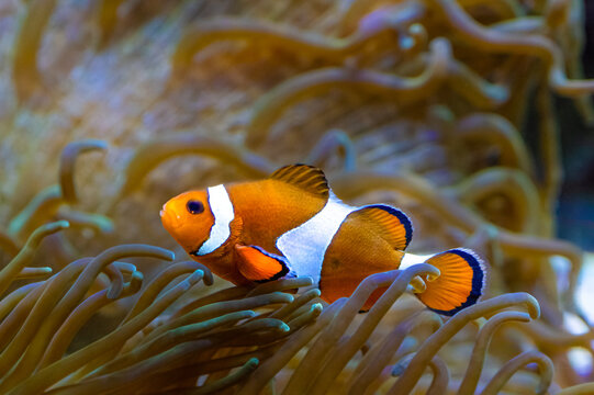The ocellaris clownfish, Amphiprion ocellaris, the animated film Finding Nemo