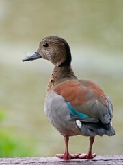 A beautiful teal