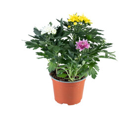 Chrysanthemum blooming in a pot cut out isolated transparent background
