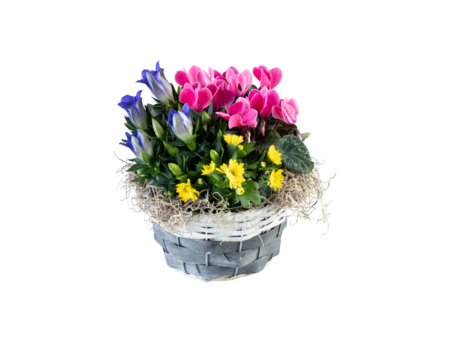 Flowers blooming in a woven pot cut out isolated transparent background