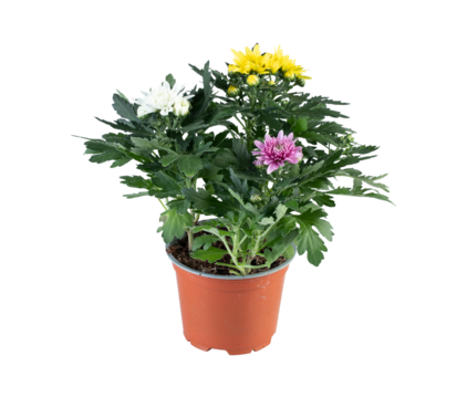 Chrysanthemum blooming in a pot cut out isolated transparent background