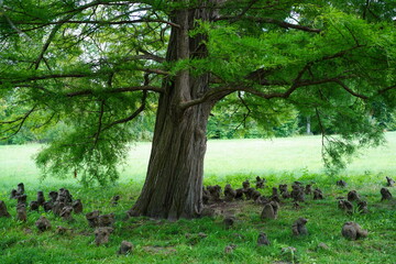 Untere Teil einer alten Echten Sumpfzypresse (Taxodium distichum)  mit Atemwurzeln (Pneumatophore) in Park Sanssouci im Sommer