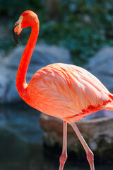 A vibrant pink flamingo, a beautiful exotic bird, stands gracefully in the clear water
