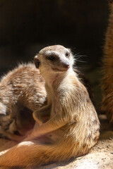A watchful meerkat stands alert on guard duty, its eyes scanning the desert landscape for danger