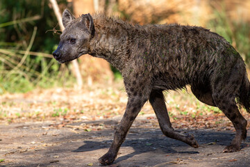 Spotted hyena, a fascinating carnivore, on a savanna safari in Kenya