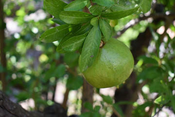 Green ripening pomegranate among the leaves on a tree branch. Branch with young green pomegranate in a summer day. Concept of farming and gardening. Garden with pomegranate trees in Sicily, Italy.