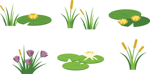 Aquatic plant illustration, cartoon lily pads, blooming water flowers, green reeds, marsh vegetation, pond flora, flat design vector, lake
