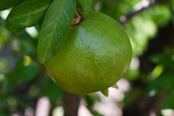 Green ripening pomegranate among the leaves on a tree branch. Branch with young green pomegranate in a summer day. Concept of farming and gardening. Garden with pomegranate trees in Sicily, Italy.