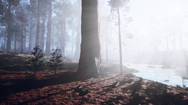 A tranquil Alaskan forest reveals towering trees surrounded by fog in the morning light. A gentle stream winds through the woods, enhancing the peaceful atmosphere of nature.