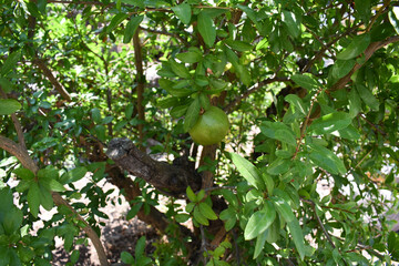 Green ripening pomegranate among the leaves on a tree branch. Branch with young green pomegranate in a summer day. Concept of farming and gardening. Garden with pomegranate trees in Sicily, Italy.