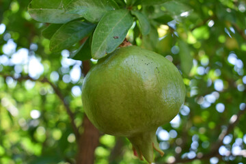 Green ripening pomegranate among the leaves on a tree branch. Branch with young green pomegranate in a summer day. Concept of farming and gardening. Garden with pomegranate trees in Sicily, Italy.