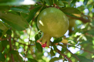 Green ripening pomegranate among the leaves on a tree branch. Branch with young green pomegranate in a summer day. Concept of farming and gardening. Garden with pomegranate trees in Sicily, Italy.