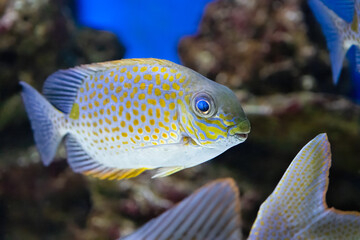 Obraz premium The orange spotted spinefoot, Siganus guttatus, found to depths of 35 m