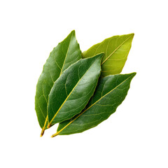 Obraz premium Aromatic Bay Leaves Fresh Green Culinary Herb Sprig