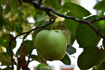 Green apple among the leaves on a tree branch. Green wormy apple. Growing fruits without fertilizers and chemicals. Autumn fruits. Branch with young green apple in a summer day. Gardening and farming 