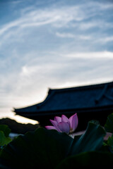 鎌倉25726　本覚寺1　蓮