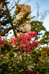 鎌倉25726　本覚寺2　百日紅