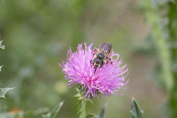 Bee on purple thistle flower close-up