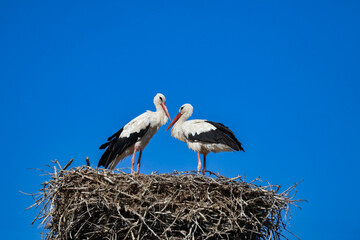 Pair of white storks standing in a nest against a clear blue sky