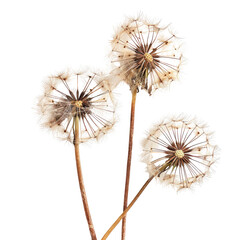 Fototapeta premium Three dried dandelions, close-up studio shot, white background, nature design