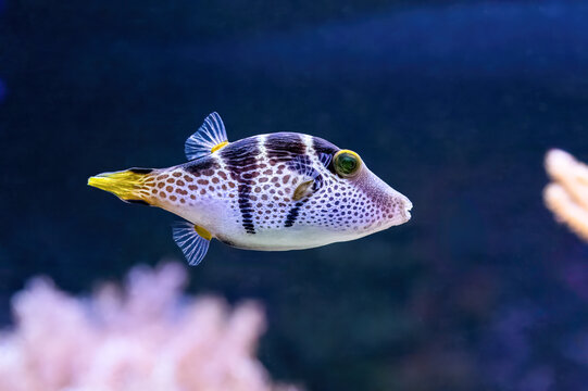 Valentins sharpnose puffer, Canthigaster valentini, highly poisonous to eat