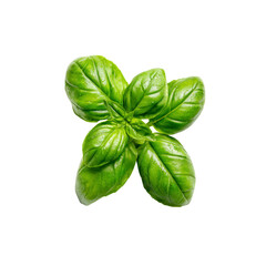 Fototapeta premium Fresh Green Basil Sprig, Isolated on Black Background