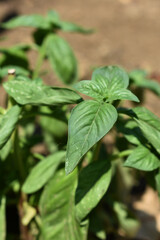 Cultivating basil in garden or in greenhouse. Growing own herbs and vegetables. Lifestyle of self-sufficiency. Concept of the farming and gardening. Cooking with fresh basil. Cooking at home. 