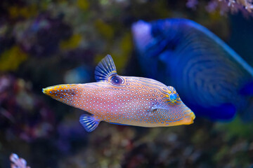 Obraz premium The spotted sharpnose puffer, Canthigaster solandri lives in the Indo Pacific: