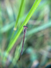 Macro shot of a damselfly perched on a green blade of grass near a water droplet, with a soft blurred natural background.