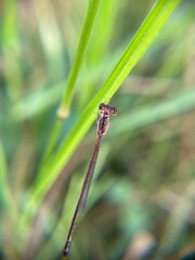 Macro shot of a damselfly perched on a green blade of grass near a water droplet, with a soft blurred natural background.