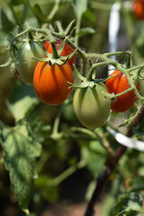 Tomato plant with young green and red tomatoes growing in the soil in summer. Concept of the farming and gardening. Cultivating tomatoes in garden, at home or in greenhouse. Growing own vegetables.