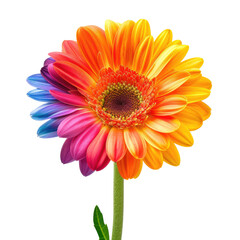 Rainbow gerbera daisy bloom, isolated studio shot, vibrant colors, flower design