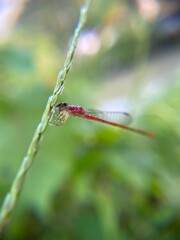 Macro shot of a damselfly perched on a green blade of grass near a water droplet, with a soft blurred natural background.