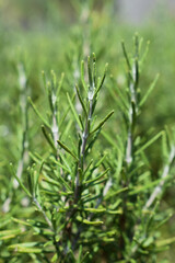 Fresh rosemary herb growing outdoor. Cultivating rosemary in garden or in greenhouse. Growing own herbs and vegetables. Lifestyle of self-sufficiency. Farming and gardening. Cooking with rosemary.