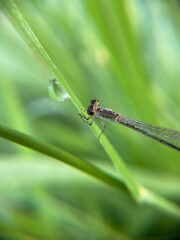 Macro shot of a damselfly perched on a green blade of grass near a water droplet, with a soft blurred natural background.