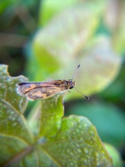 Macro shot of a Potanthus omaha butterfly resting on a green leaf, with a soft blurred natural background.